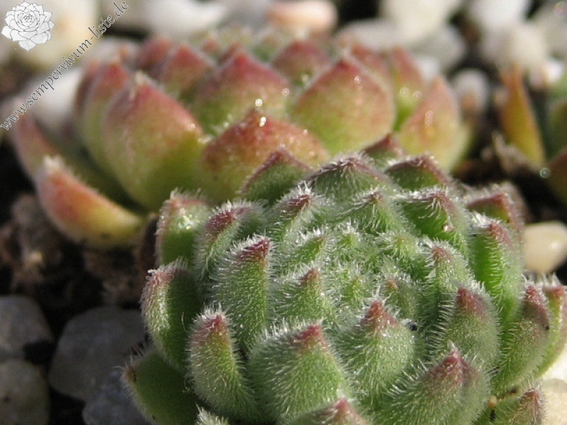 zeleborii