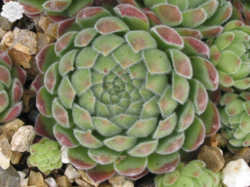 zeleborii