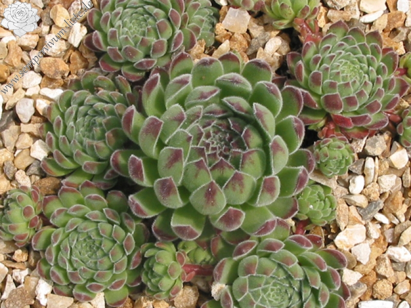 zeleborii