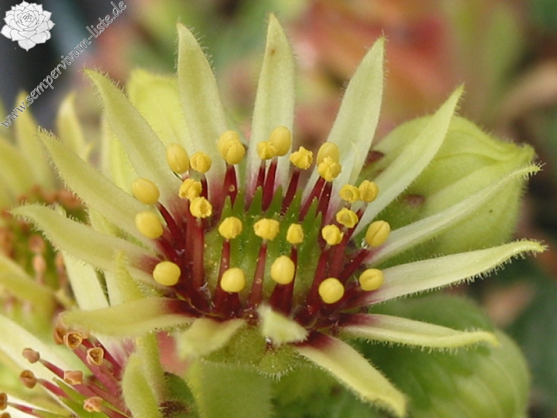 zeleborii
