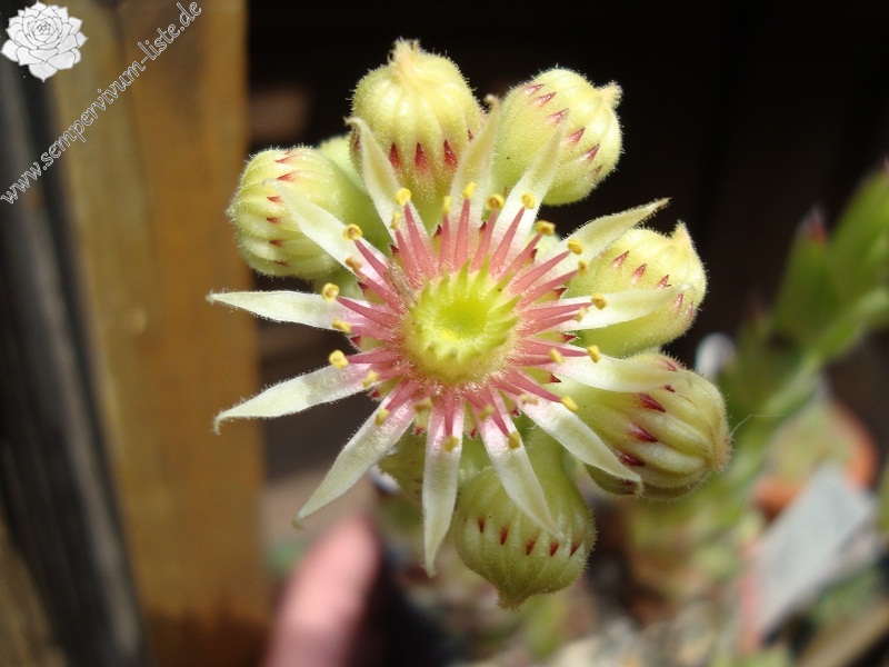 zeleborii