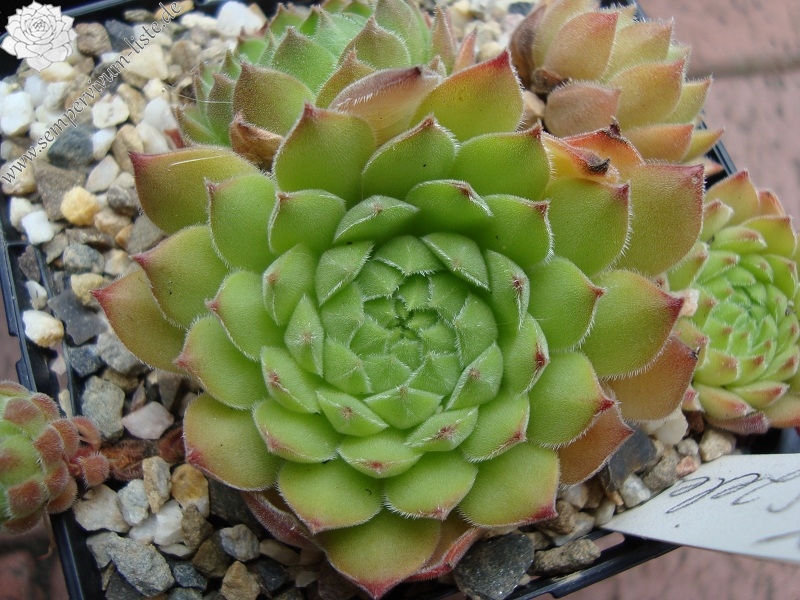 zeleborii