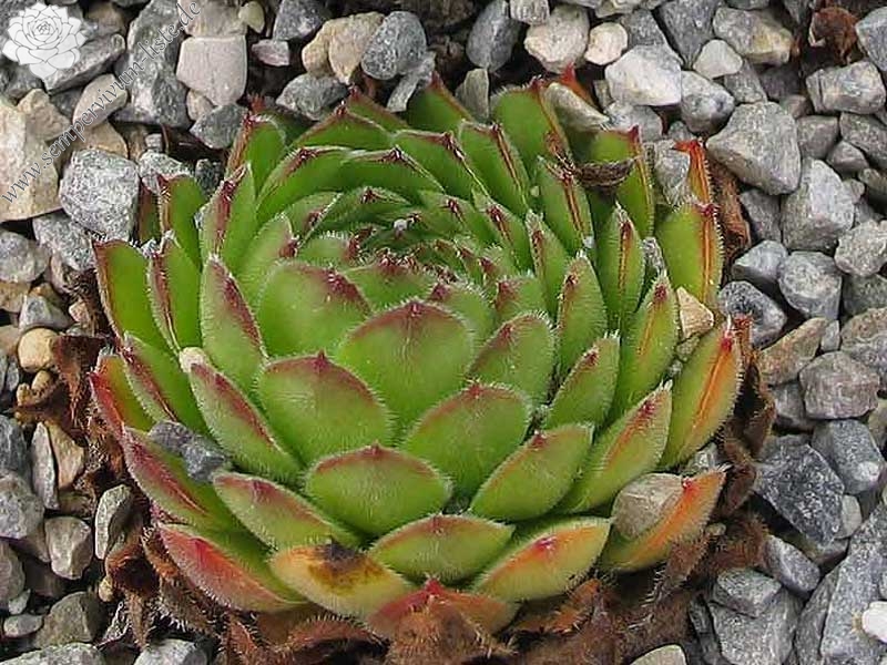 zeleborii from Rilagebirge