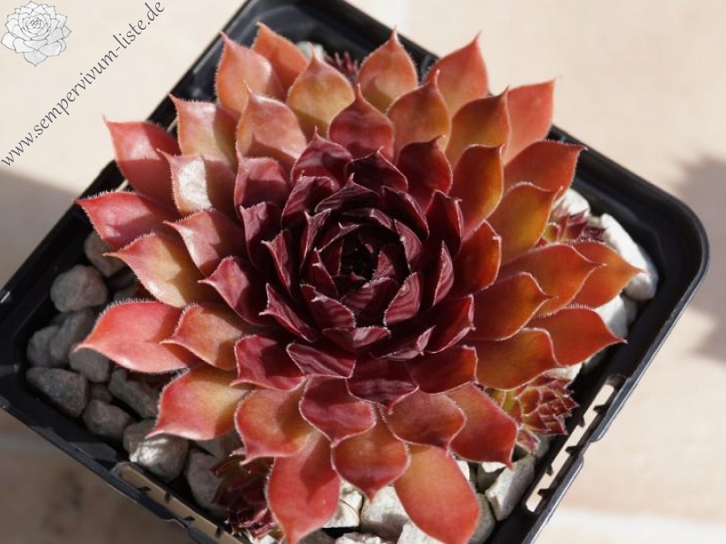 Blazen Jewel