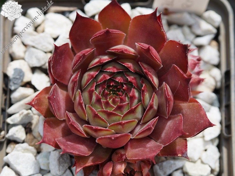 Blauer Ritter