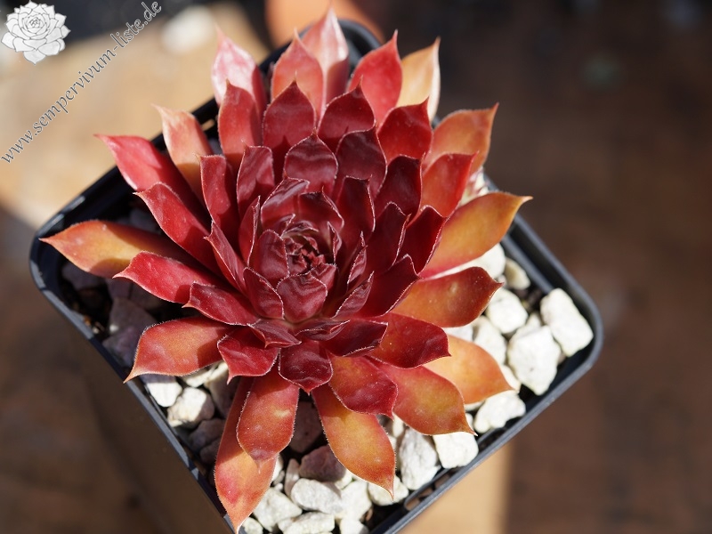 Blazen Jewel