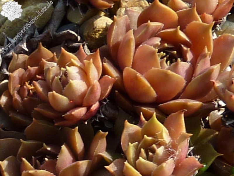 Brunneifolium