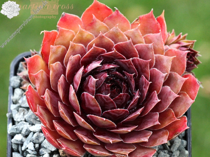Blazen Jewel