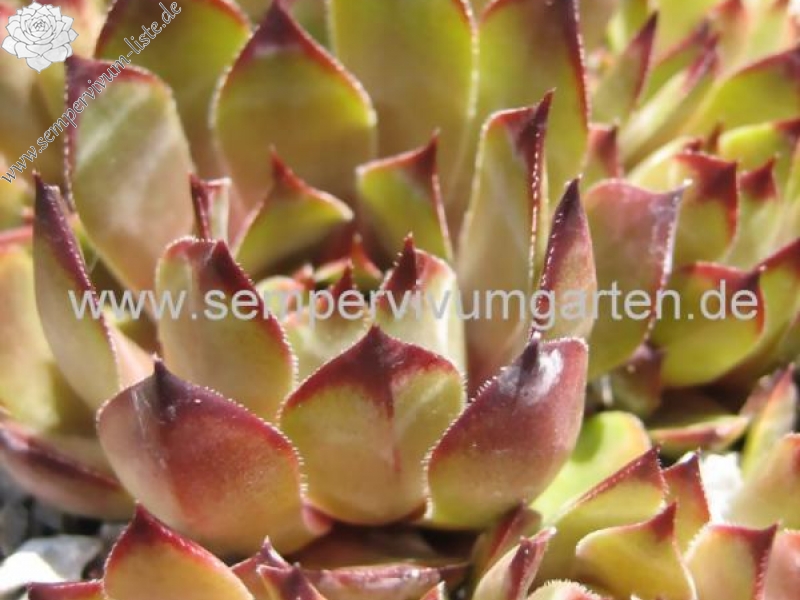 Blauer Ritter