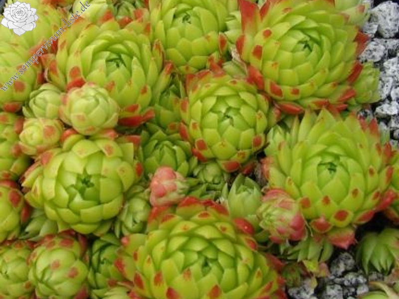 Bloody Mary / Jovi ( II )