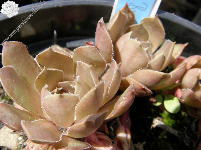 Brunneifolium