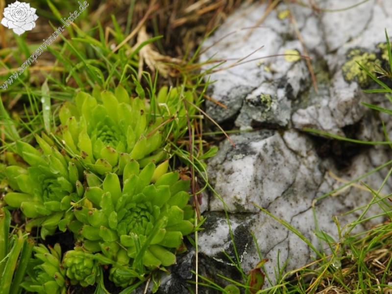 montanum ssp. carpathicum from Hlúpy vrch, Abhang
