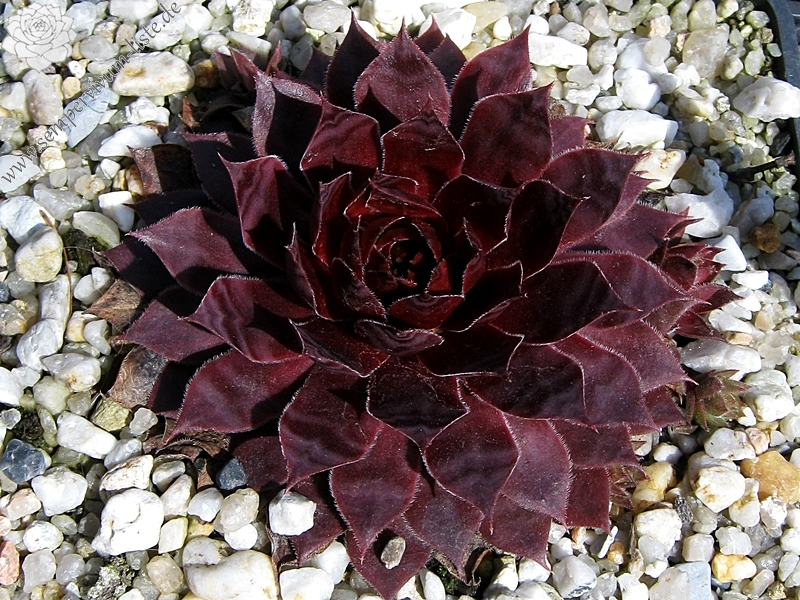 Blazen Jewel
