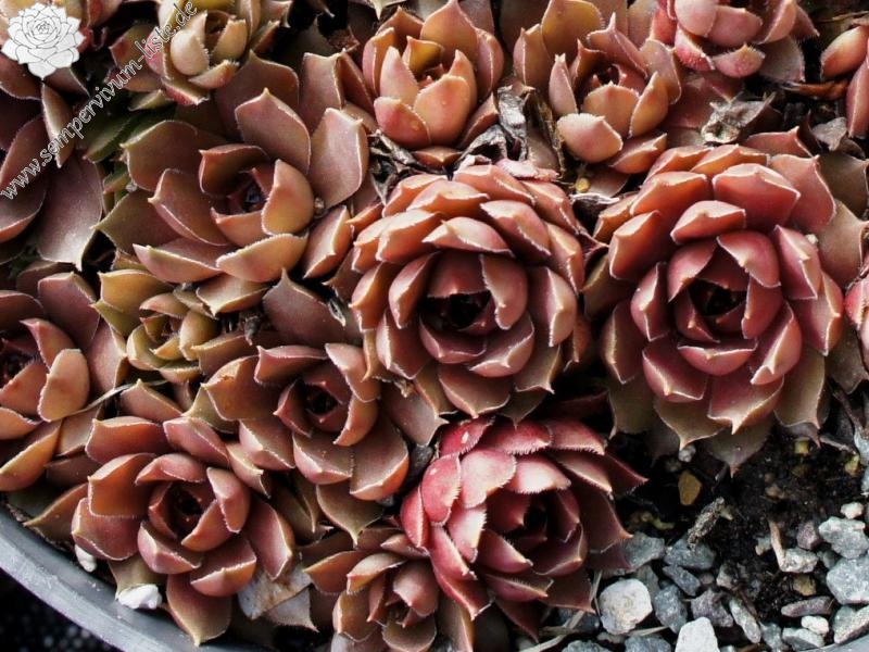 Brunneifolium