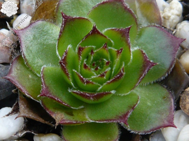 Diepvens Julia / Jovi