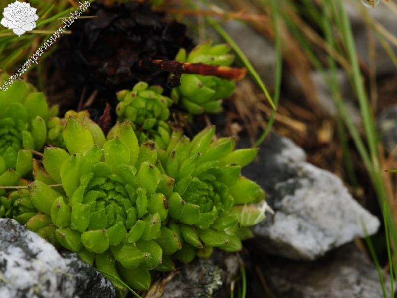 montanum ssp. carpathicum from Hlúpy vrch, Abhang