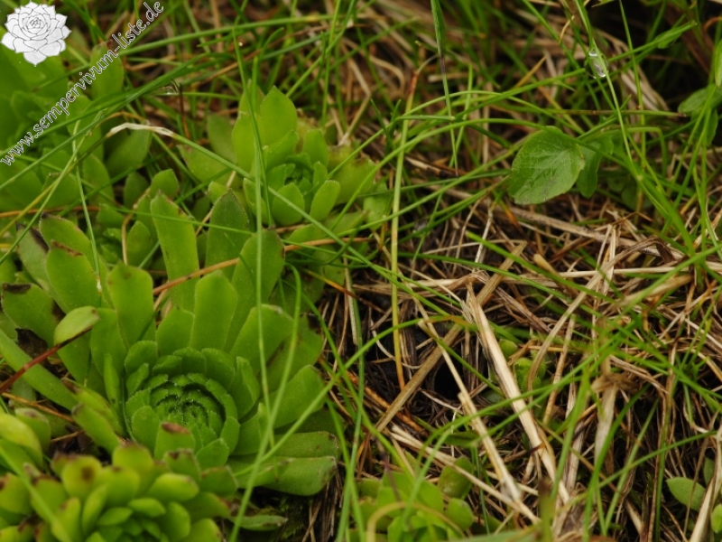 montanum ssp. carpathicum from Hlúpy vrch, Abhang