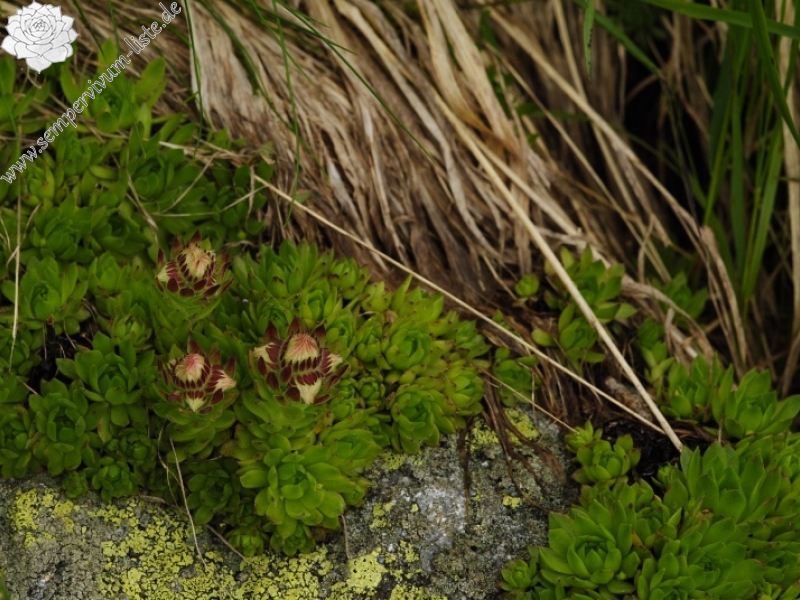 montanum ssp. carpathicum from Huncovská dolina, W