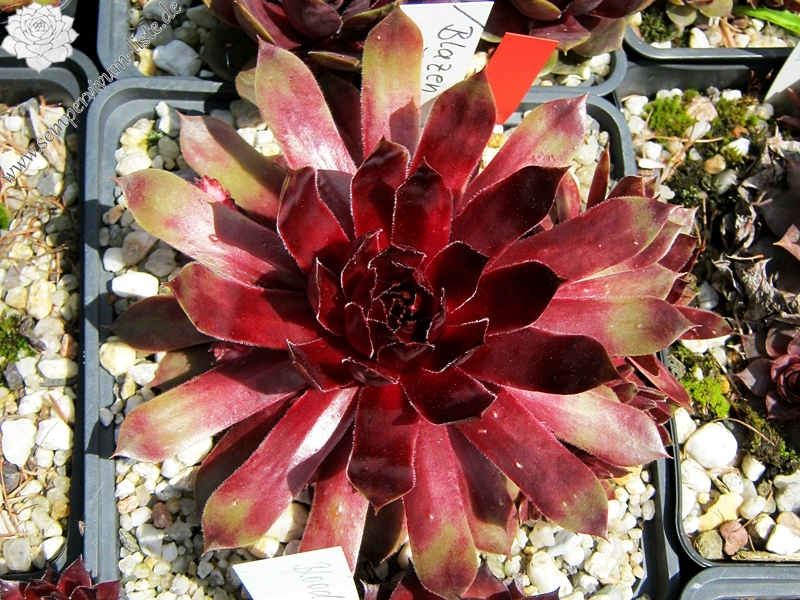 Blazen Jewel