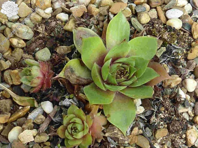 Best Pale