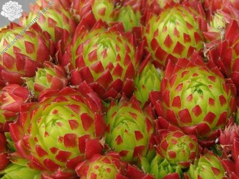 Bloody Mary / Jovi ( II )