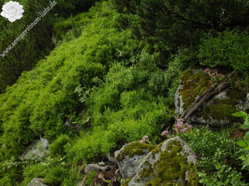 montanum ssp. carpathicum from Kozí hrebeň