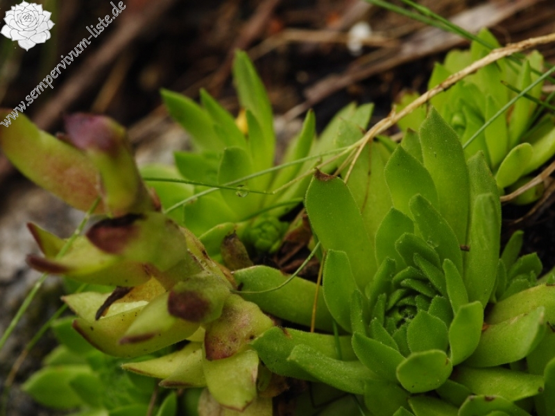 montanum ssp. carpathicum from Kozí hrebeň