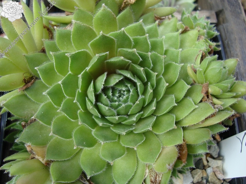 Brown Pastel