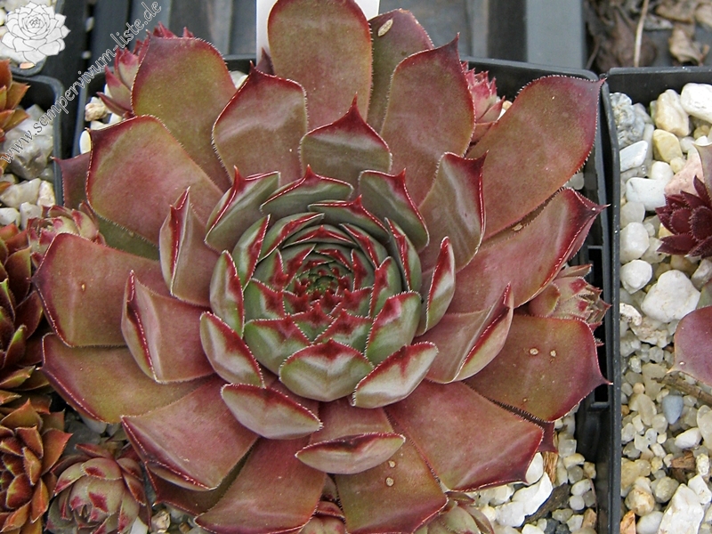 Blauer Ritter
