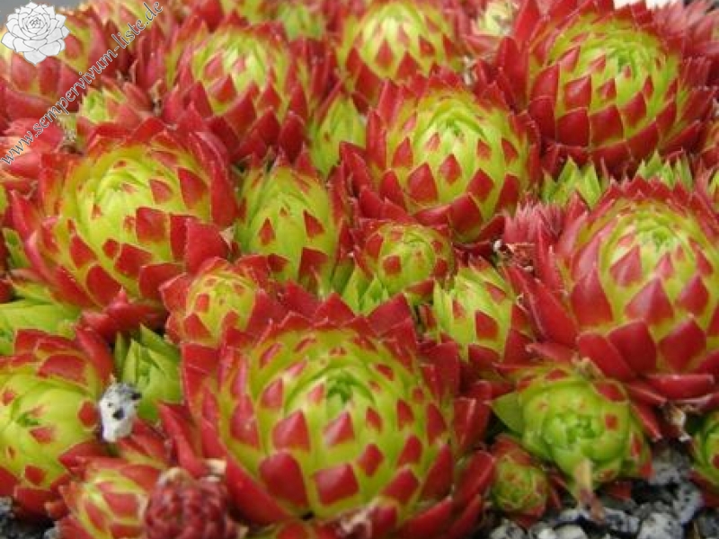 Bloody Mary / Jovi ( II )