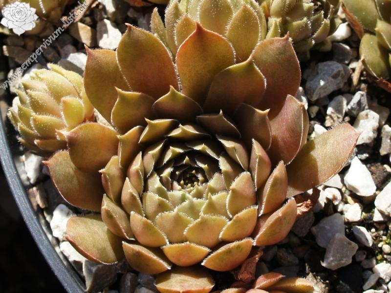 Brunneifolium