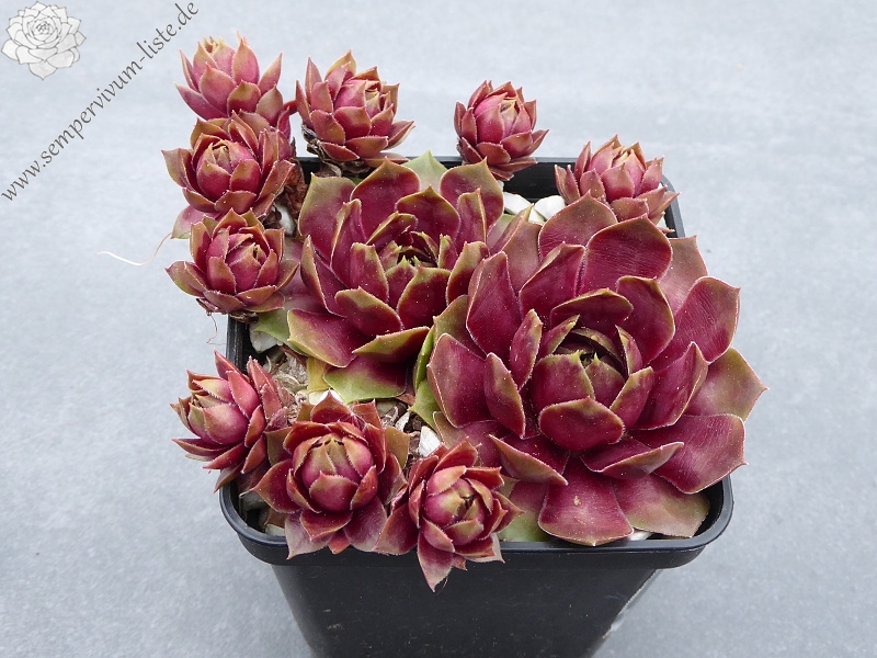 Blazen Jewel