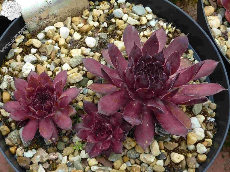 Black Claret