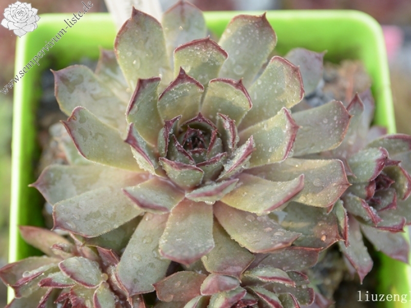 Blauer Ritter