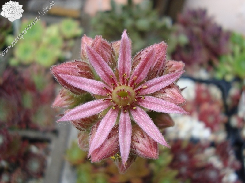 Brown Pastel