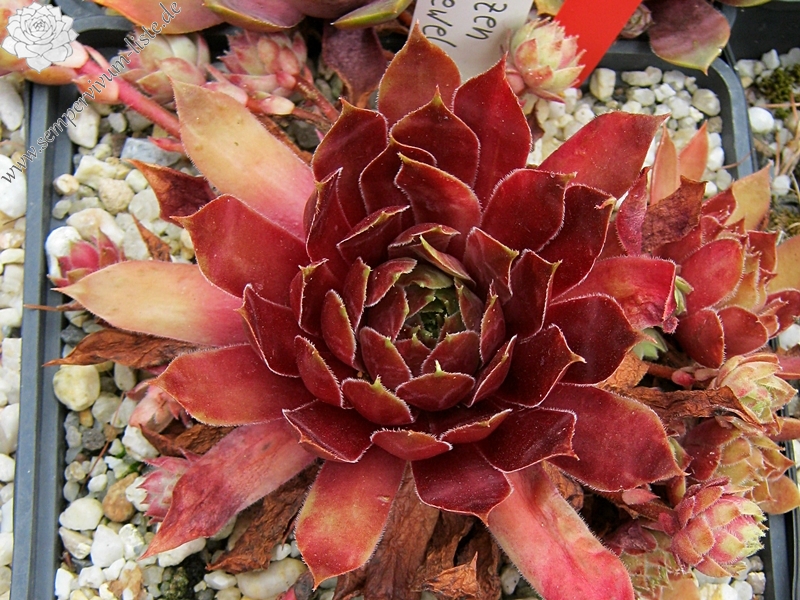 Blazen Jewel