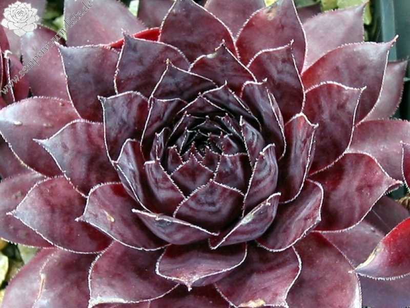 Black Rouge