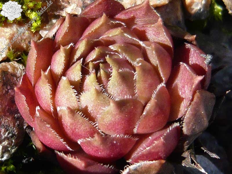 Brunneifolium