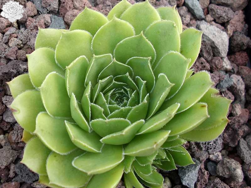 marmoreum (debile)