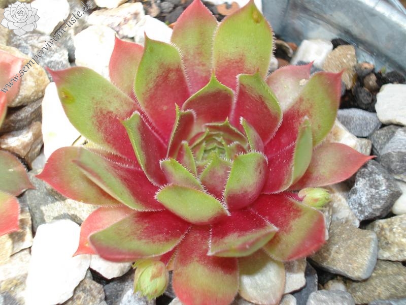Deimos