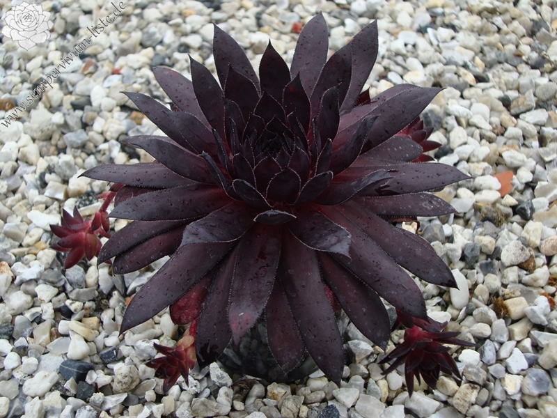 Devilish Dark