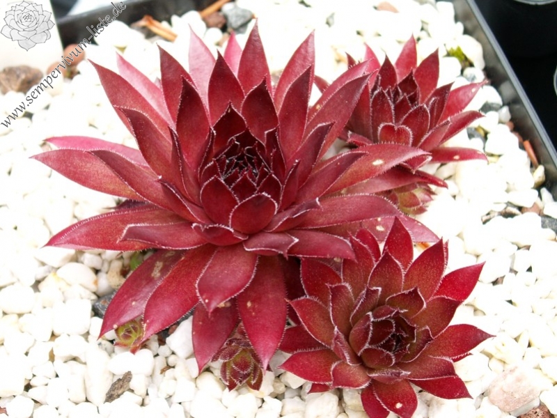 Diavolo