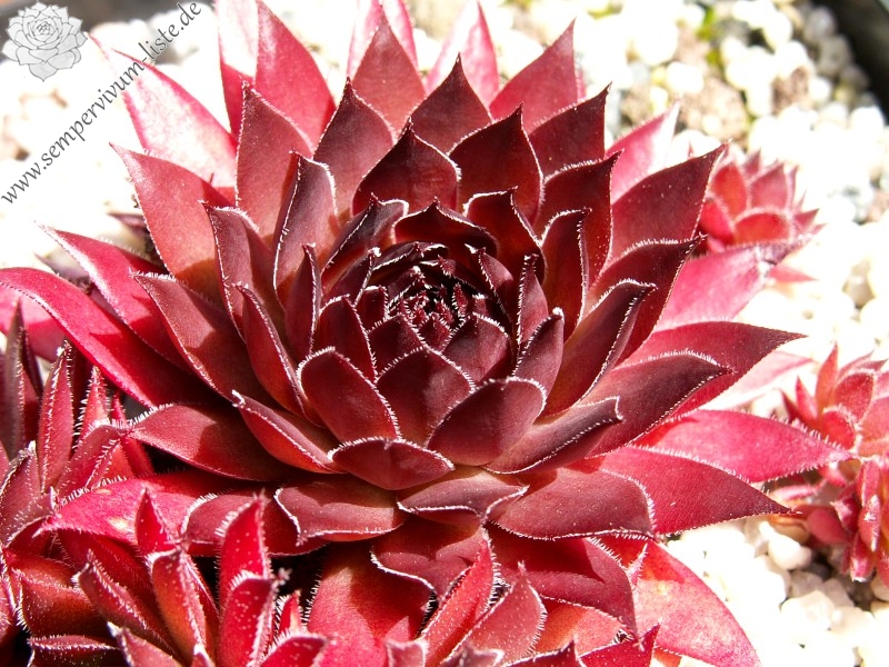 Diavolo