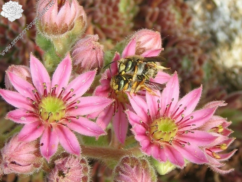 Pacaya