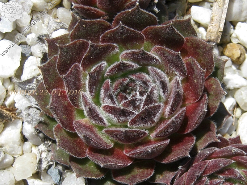 Markulinae