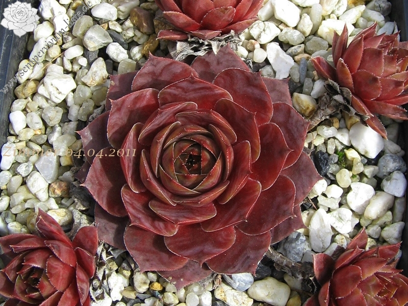 Marsala