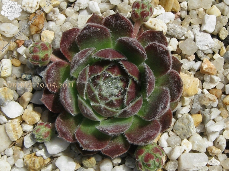 Markulinae