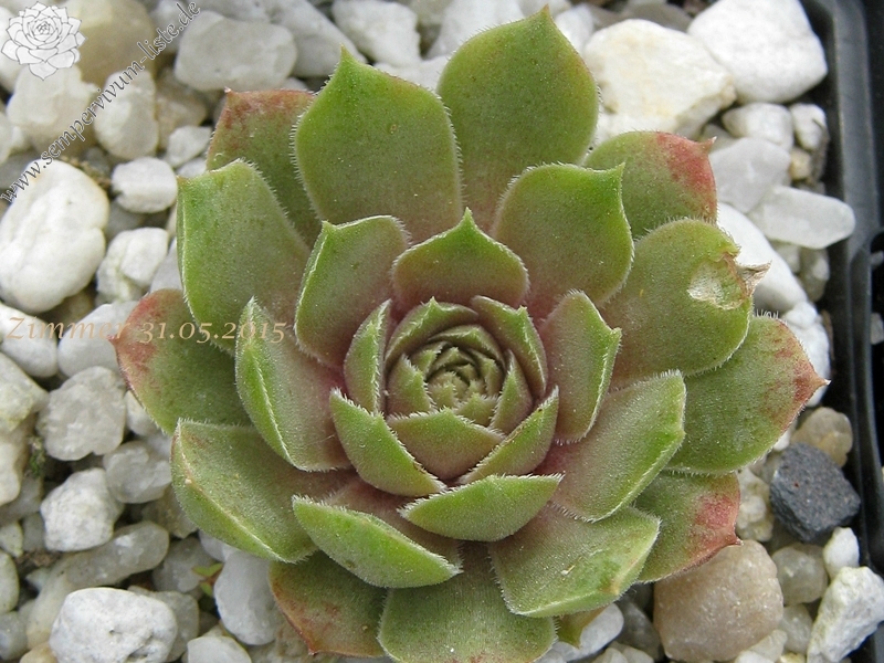 Mint Frosting