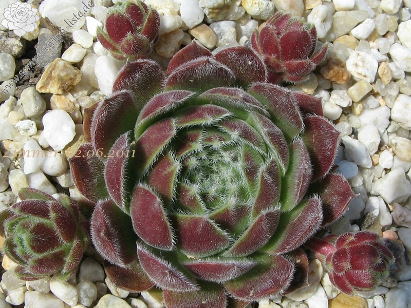 Markulinae
