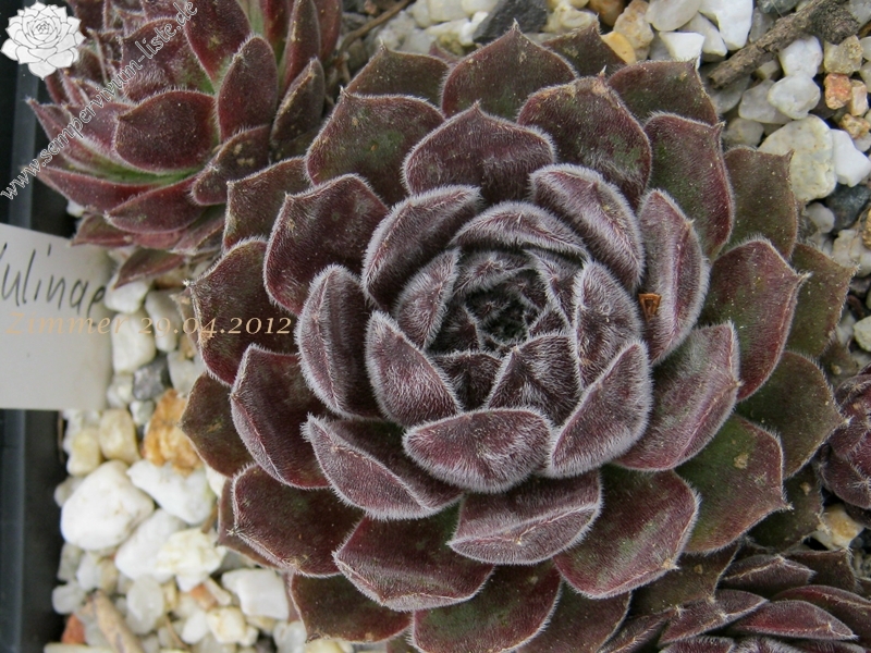 Markulinae